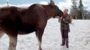 Tuva Thorson trainiert Elche im Langedrag Tierpark.