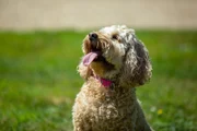 Pictured: Maggie, Cody / Dog Academy Front