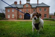 Pictured: Bertie, Gizmo, Dobbie, Sherlock / Dog Academy Front