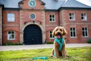 Pictured: Freddie / Dog Academy Front