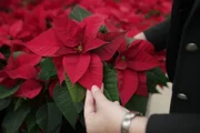 Detailaufnahme von Weihnachtssternen