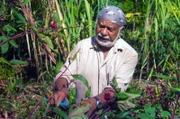 Paulo Brigy erntet in seinem kreolischen Garten die Blütenkelche des Guinea-Sauerampfers, die als Tee zubereitet werden sollen.