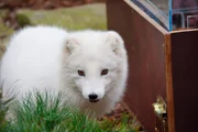 Polarfüchsin Mijou