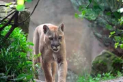 Puma im Zoo am Meer Bremerhaven