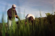 Kako und Stéphane Kenkle bei der Ernte von grünen Zwiebeln, die sie auf einem ehemaligen Zuckerrohrfeld anbauen