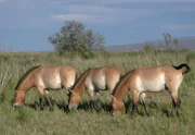 Przewalski-Pferde.