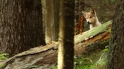 Ein Wolfswelpe in den Urwäldern der Tatra.
