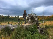 Seit sechs Jahren ist der Woife leidenschaftlicher Tierfotograf. Im Herbst möchte er die Brunft der Rothirsche in freier Wildbahn mit seiner Kamera festhalten.