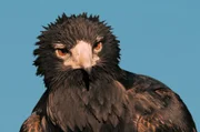 Der Keilschwanzadler ist der größte Raubvogel Australiens.