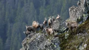 Kletterkünstler – Gämsen kommen problemlos in den Felsen der Tatra zurecht.