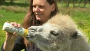 Kamelfohlen Morla muss mit der Flasche aufgepäppelt werden.