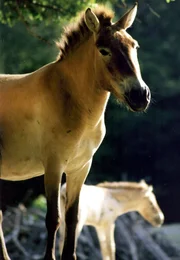 Am Münchener Tierpark Hellabrunn wurde 1985 ein Zuchtkonzept entwickelt, das es ermöglichen soll, Przewalski Urwildpferde und andere bedrohte Arten aufzuziehen und ihnen anschließend ein Leben in der Wildnis zu ermöglichen.