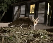 Fuchs auf dem Misthaufen vor Hühnerstall.
