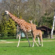 Giraffennachwuchs im Jaderpark.