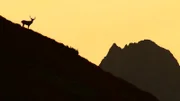 Rothirschen ziehen während der Brunft in die höheren Lagen der Tatra.