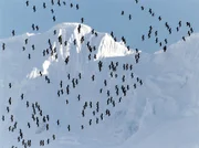Jungfernkraniche bei ihrem Versuch, das größte Gebirge der Erde, den Himalaja, zu überqueren.