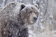 Braunbär im Schneetreiben.