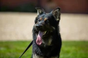 Pictured: Cody / Dog Academy Front