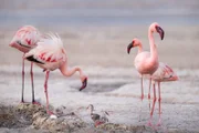 Für die Zwergflamingos bietet der Natronsee in Tansania eine außergewöhnliche Möglichkeit, ihre Jungen großzuziehen. Wenn das Wasser des Sees während der Trockenzeit verdunstet, schützt eine viele Quadratkilometer breite unwirtliche Salzwüste die Flamingos vor den meisten Raubtieren.