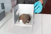 Schädel in einer Box
