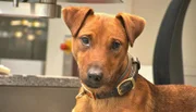 Sprengstoffspürhund Rufus auf dem Düsseldorfer Flughafen.