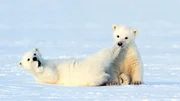 Zwillingsgeburten kommen bei Eisbären recht häufig vor. Obwohl sie erst wenige Monate alt sind, können Eisbärenkinder schon Temperaturen bis zu minus 45 Grad Celsius ertragen. Nur im Meer schwimmen dürfen sie nicht. Ihre Fettschicht ist noch nicht dick genug und sie würden erfrieren. Weitere Fotos auf Anfrage.
