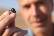 Klein aber oho: Onymacris unguicularis ist ein Käfer aus der Familie der Schwarzkäfer und lebt an einem der trockensten Orte unseres Planeten, in der Wüste Namib. Er hat eine außergewöhnliche Strategie entwickelt, um in der Wüste selbst geringste Wasservorkommen zu nutzen.