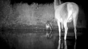 Mittlerweile gibt es auch in Bayern wieder wilde Wölfe. Mit Infrarotkameras gelang es zu filmen, wie ein Wolf einen Rothirsch „testet“.