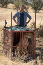 Wenn der Gepard nach seiner Narkose vollständig erholt ist, darf Dirk Steffens ihn in der Savanne Namibias frei lassen. Der Gepard trägt jetzt einen Sender. Der hilft den Forschenden, seine Bewegungsmuster besser zu verstehen. Das Verständnis der Bewegungsmuster von Wildtieren ist ein wichtiger Schlüssel, um sie zu schützen.