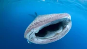 Der Walhai ist der größte Fisch der Gegenwart. Die Spezies, die wahrscheinlich seit mehr als 50 Millionen Jahren existiert, gilt heute als stark gefährdet.