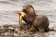 Ein Ottermännchen hat einen Drachenfisch erbeutet.