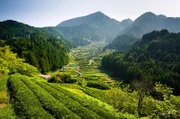Yotsuya traditionelle Reisterrasse, Honshu Island, Japan