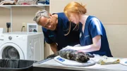 Mike Rowe und Brittany Dillon bereiten eine Wildkatze auf die Operation vor.