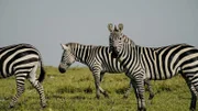 Das Land unterhalb der Sahara-Wüste bietet eine große Vielfalt an Schlachtfeldern, von sandigen Ebenen über dichte tropische Wälder bis hin zu weiten Savannen.
