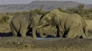 Die afrikanischen Savannenelefanten sind die größten Landlebewesen der Welt, da sie die Größe der afrikanischen Waldelefanten und Asiatische Elefanten übertreffen.