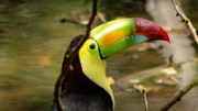 Tukan im Regenwald.