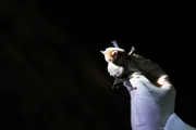 Eine schwangere Fledermaus. Eine Forscherin untersucht den Gesundheitszustand der Fledertiere.
