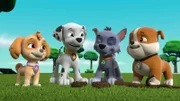 L-R: Skye, Marshall, Rocky, Rubble