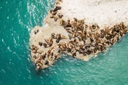 35 000 Seelöwen leben allein in dem Gebiet rund um die Halbinsel Valdés in Patagonien. Hier treffen zwei Meeresströmungen aufeinander und sorgen für Opulenz.