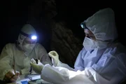 Hannah Emde und ein Kollege untersuchen Fledertiere im Schutzanzug, denn diese können Überträger von Krankheiten sein.