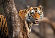 Tiger sind die größten Raubkatzen der Welt und waren in vielen Wäldern Asiens einst weit verbreitet.