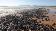 Karettschildkröten an der Küste von Sodwana, Südafrika +++ Die Verwendung des sendungsbezogenen Materials ist nur mit dem Hinweis und Verlinkung auf RTL+ gestattet.