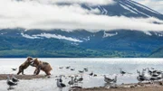 Kamtschatka. Das Wasser des Kurillensees im Krater eines schlafenden Vulkans ist so nährstoffreich, dass viele Tiere davon profitieren.