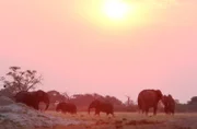Elefanten im Sonnenuntergang: Die Dämmerung lindert zwar die Hitze, hat aber den Nachteil, dass Elefanten im Dunklen nicht besonders gut sehen.