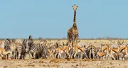 Eine Giraffe sowie viele Zebras und Springböcke versammeln sich an einem der wenigen verbliebenen Wasserlöcher der Etosha-Pfanne in Namibia.
