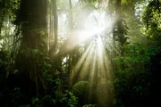 Nur ein sehr geringer Anteil des Sonnenlichts erreicht den Waldboden, daher konkurrieren die Pflanzen stark ums Licht.