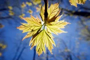Ein Ahornbaum in Kanada entwickelt nach der langen Winterpause frische Blätter, mit denen er Fotosynthese betreiben kann.