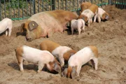 ARD/rbb PANDA, GORILLA & CO. (23), "Elf Ferkel - Geschichten aus dem Zoo Berlin und dem Tierpark Berlin", am Donnerstag (08.05.14) um 11:30 Uhr im ERSTEN. Das rotbunte Hausschwein Stine ist Mutter geworden. Elf Ferkel auf einen Streich, das überrascht selbst Tierpfleger Mario Barabasz. Auch wenn Stine eine geübte Mutter ist, in den nächsten Tagen und Wochen braucht sie Ruhe und nährstoffreiches Futter, um ihre elf Zöglinge groß zu bekommen.