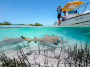 Regisseur Ed Charles und Kameramann Duncan Brake bereiten einen Unterwasserdreh vor der Küste der Bahamas vor. Sie wollen eine Gruppe junger Zitronenhaie filmen, die nahe der Mangroven auf der Jagd sind - und offenbar ihrerseits an Boot und Crew interessiert sind.