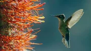 Kolibris können in Wüsten leben, wenn sie dort ausreichend Blüten finden.